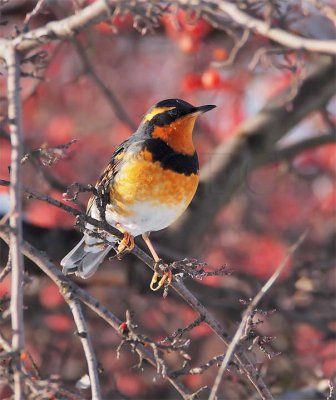 Varied Thrush, male, Yakima DPP_10043280 copy.jpg