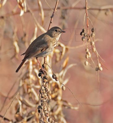 Hermit Thrush, Yakima January  DPP_1004560 copy.jpg