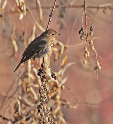 Hermit Thrush, Yakima DPP_1004562 copy.jpg