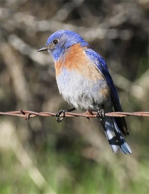 Western Bluebird, male, Yakima Bluebird Trail DPP_16014269 copy.jpg