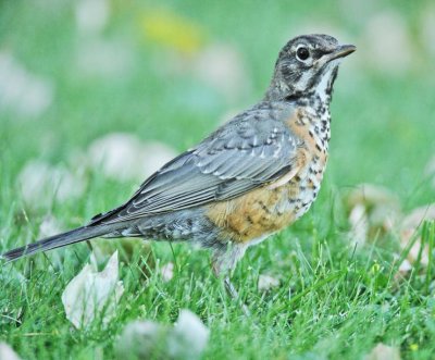 American Robin, juvenile plumage  DPP_16027572 copy.jpg