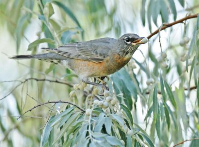 American Robin,  juvenile plumage, eating Russian Olives  DPP_16028655 copy.jpg