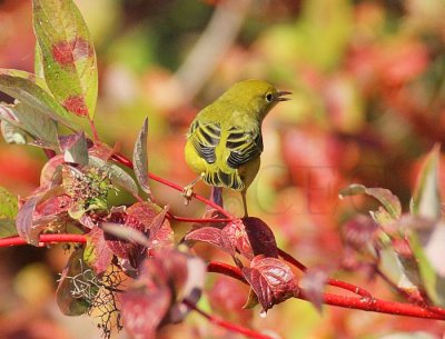 Yellow Warbler, female,  DPP_1001519.jpg
