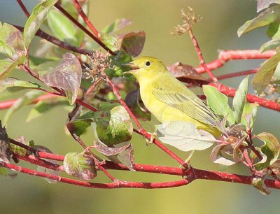 Yellow Warbler, female,  DPP_1001520 copy.jpg