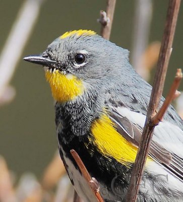 Yellow-rumped Warbler, male breeding plumage, NileDPP_10027589 copy.jpg