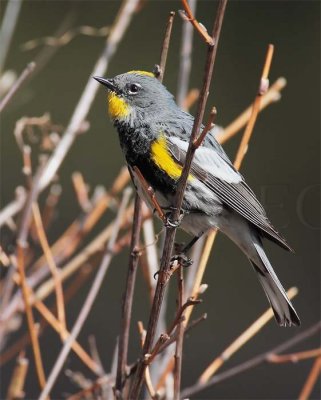 Yellow-rumped Warbler, male breeding plumage, Nile DPP_10027590 copy.jpg