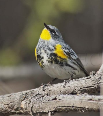 Yellow-rumped Warbler, male breeding plumage,  DPP_10028045 copy.jpg