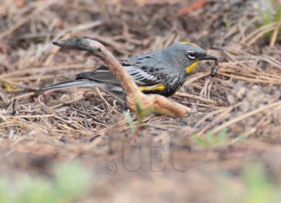 Yellow-rumped Warbler, with ant, male breeding plumage, Little Naches DPP_10030582 copy.jpg