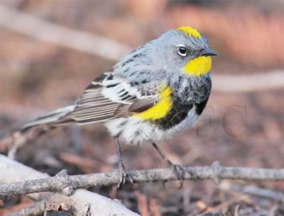 Yellow-rumped Warbler, under nest tree, male breeding plumage, Little Naches DPP_10030583 2 copy.jpg