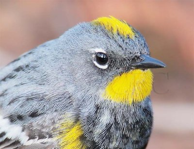 Yellow-rumped Warbler, under nest tree, male breeding plumage, Little Naches DPP_10030583 copy.jpg