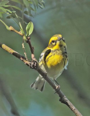 Townsend's Warbler, fall plumage,  DPP_10039857 copy.jpg