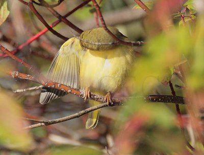 Yellow Warbler, female, preening deep in brush, Wenatchee DPP_10040162 copy.jpg