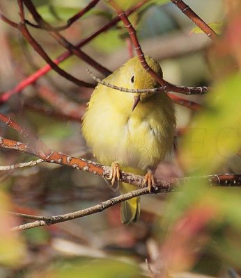 Yellow Warbler, female, Wenatchee DPP_10040163 copy.jpg