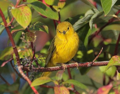 Yellow Warbler, male,  DPP_10040185 copy.jpg