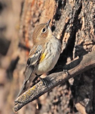 Yellow-rumped Warbler, fall plumage, Yakima DPP_1042607.jpg
