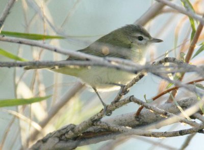 Warbling Vireo, Wenatchee DPP_16017328 copy.jpg