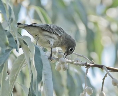 Yellow-rumped Warbler eating (Russian Olive) fruit instead of insect DPP_16028643 copy.jpg