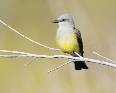 Flycatching Sequence 1/4, moves left-to-right, Western Kingbird DPP_10028183 copy.jpg