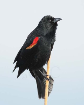 Red-wing Blackbird, male DPP_10027476 copy.jpg