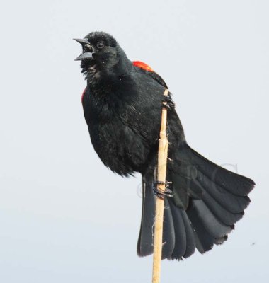 Red-wing Blackbird, male DPP_10027479 copy.jpg