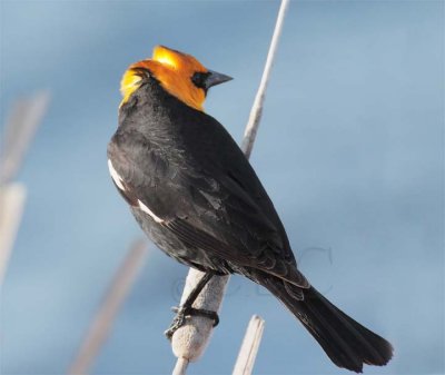 Yellow-headed Blackbird, male DPP_10027713 copy.jpg