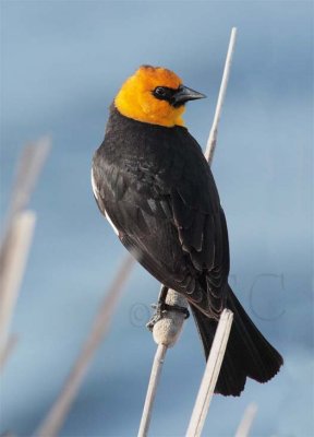 Yellow-headed Blackbird, male DPP_10027714 copy.jpg