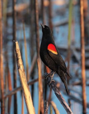 Red-wing Blackbird, male DPP_10028511 copy.jpg