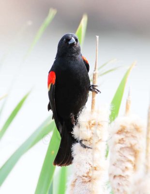 Red-wing Blackbird, male DPP_10030887 copy.jpg
