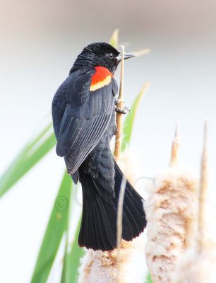 Red-wing Blackbird, male DPP_10030888 copy.jpg