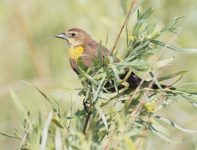 Yellow-headed Blackbird, female DPP_10035697 copy.jpg