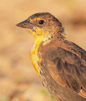 Yellow-headed Blackbird, female, juvenile  DPP_10038204 2 copy.jpg