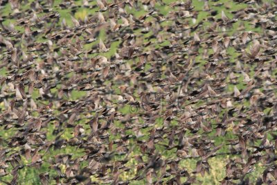 European Starlings DPP_10042155 copy.jpg