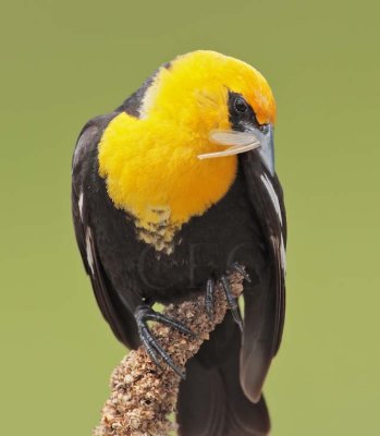 Yellow-headed Blackbird, male DPP_1032940.jpg