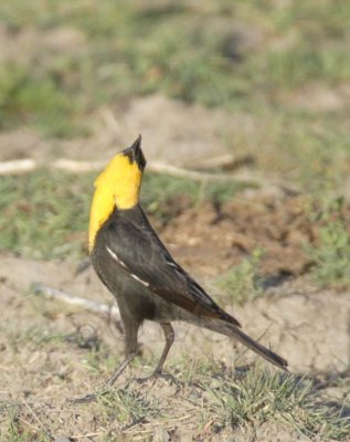 Yellow-headed Blackbird, male, chasing bug DPP_16014622 copy.jpg