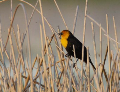 Yellow-headed Blackbird, male, in swarm of bugs  DPP_16014623 copy.jpg