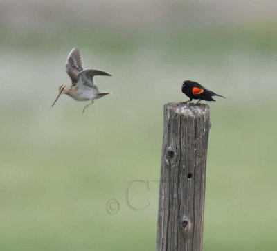 Red-wing Blackbird and Common Snipe DPP_16014804 copy.jpg