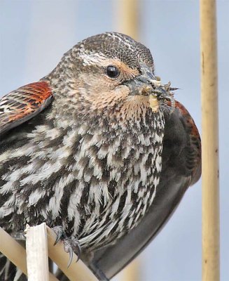 Red-wing Blackbird, female ,   DPP_16014965 2 copy.jpg