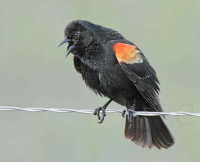 Red-wing Blackbird, male DPP_16014977 copy.jpg