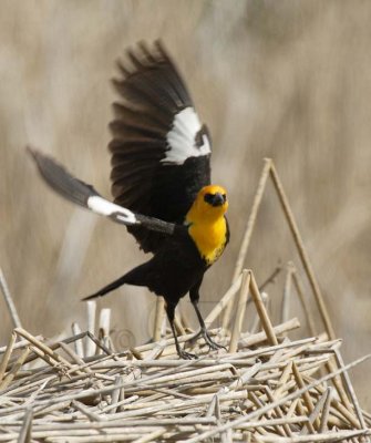 Yellow-headed Blackbird, male DPP_16015925 copy.jpg