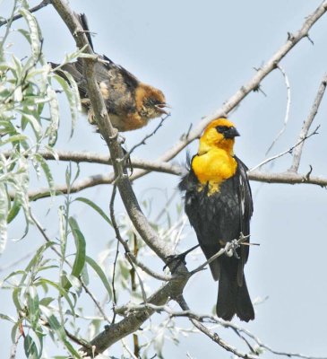 Begging chick with Yellow-headed Blackbird, male,  DPP_16019268 copy.jpg