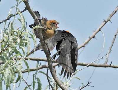Begging chick with Yellow-headed Blackbird, male DPP_16019269 copy.jpg