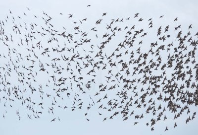 European Starlings, flock changes direction WT4P4149 copy.jpg
