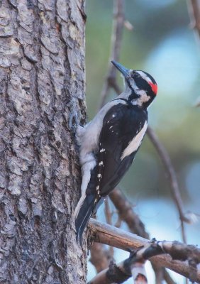 Hairy Woodpecker, male DPP_10030398 copy.jpg