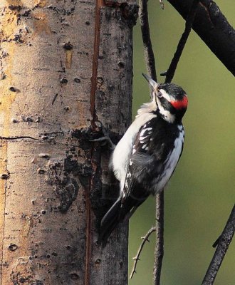 Hairy Woodpecker, male DPP_10030401 copy.jpg