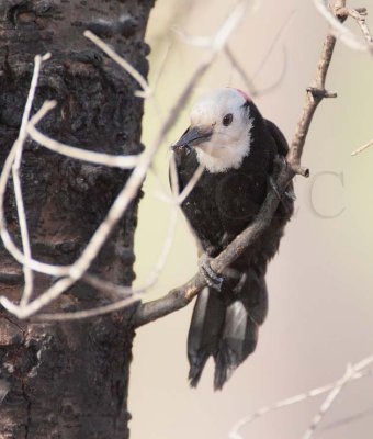White-headed Woodpecker, male,  with ant DPP_10030428 copy.jpg