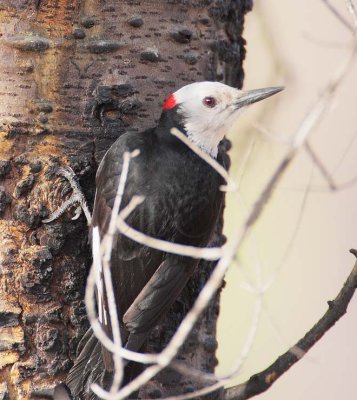 White-headed Woodpecker, male,  DPP_10030438 copy.jpg