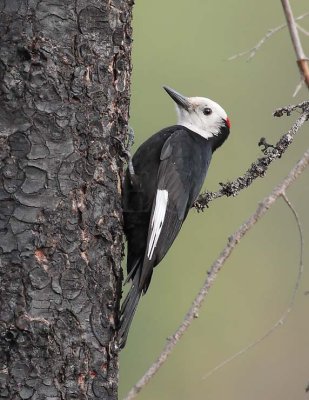 White-headed Woodpecker, male,  DPP_10030576 copy.jpg