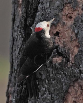 White-headed Woodpecker, male,  DPP_10030577 copy.jpg