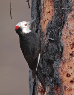 White-headed Woodpecker, male,  in sun-ray DPP_10030578 copy.jpg