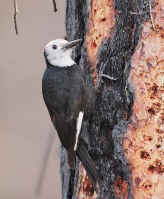 White-headed Woodpecker DPP_10030579 copy.jpg